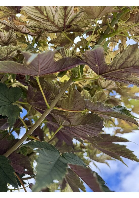 Kugel Berg-Ahorn 'Brilliantissimum' | Acer pseudoplatanus 'Brilliantissimum'