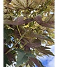 Kugel Berg-Ahorn 'Brilliantissimum' | Acer pseudoplatanus 'Brilliantissimum'