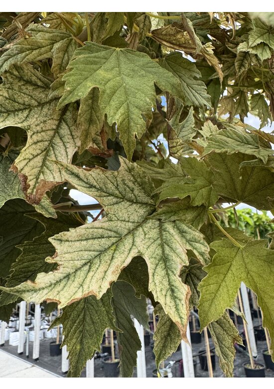 Kugel Berg-Ahorn 'Brilliantissimum' | Acer pseudoplatanus 'Brilliantissimum'