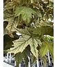 Kugel Berg-Ahorn 'Brilliantissimum' | Acer pseudoplatanus 'Brilliantissimum'