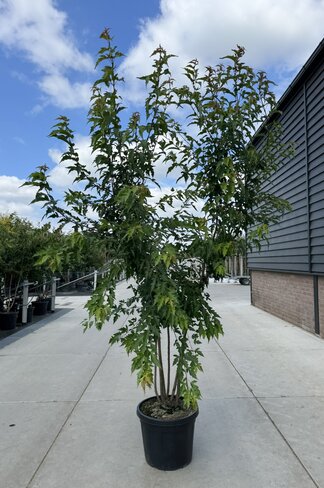 Feuer-Ahorn 'Ginnala' - Mehrstämmig | Acer tataricum 'Ginnala'