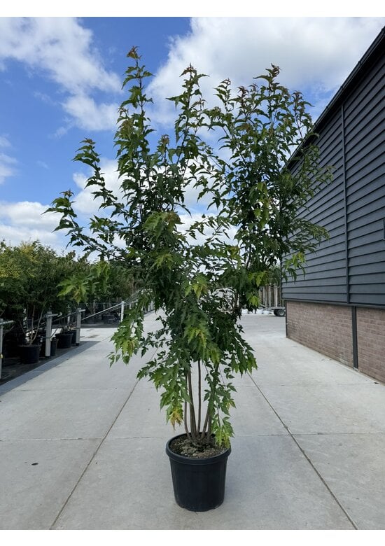 Feuer-Ahorn 'Ginnala' - Mehrstämmig | Acer tataricum 'Ginnala'