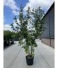 Feuer-Ahorn 'Ginnala' - Mehrstämmig | Acer tataricum 'Ginnala' Feuer-Ahorn 'Ginnala' - Mehrstämmig | Acer tataricum 'Ginnala'