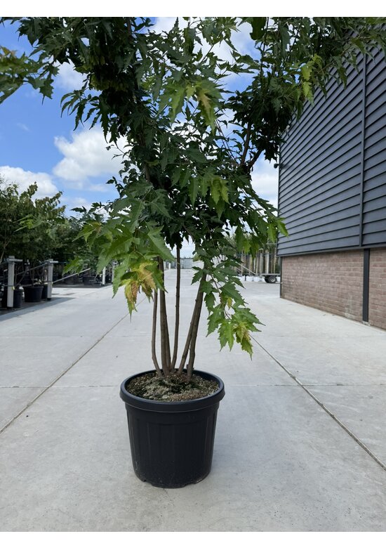 Feuer-Ahorn 'Ginnala' - Mehrstämmig | Acer tataricum 'Ginnala'