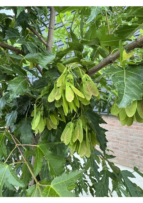 Feuer-Ahorn 'Ginnala' - Mehrstämmig | Acer tataricum 'Ginnala'