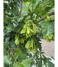 Feuer-Ahorn 'Ginnala' - Mehrstämmig | Acer tataricum 'Ginnala' Feuer-Ahorn 'Ginnala' - Mehrstämmig | Acer tataricum 'Ginnala'