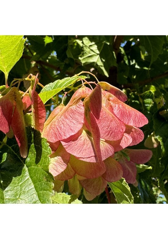 Feuer-Ahorn 'Ginnala' - Mehrstämmig | Acer tataricum 'Ginnala'