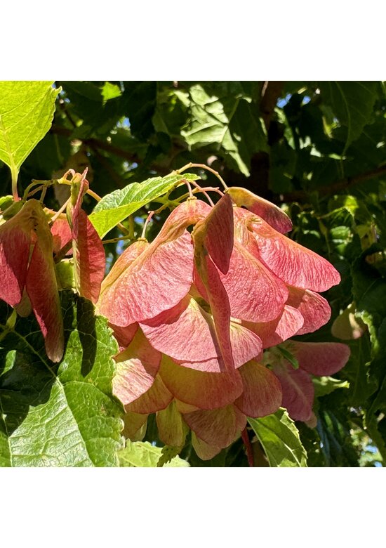 Feuer-Ahorn 'Ginnala' - Mehrstämmig | Acer tataricum 'Ginnala'