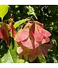 Feuer-Ahorn 'Ginnala' - Mehrstämmig | Acer tataricum 'Ginnala' Feuer-Ahorn 'Ginnala' - Mehrstämmig | Acer tataricum 'Ginnala'