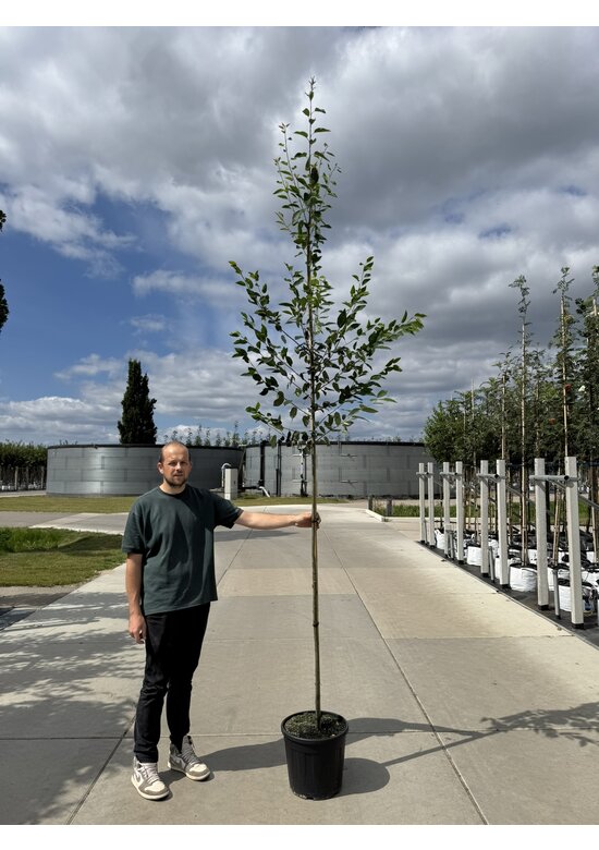 Felsenbirne 'Robin Hill' - Schnee Felsenbirne | Amelanchier arborea 'Robin Hill'