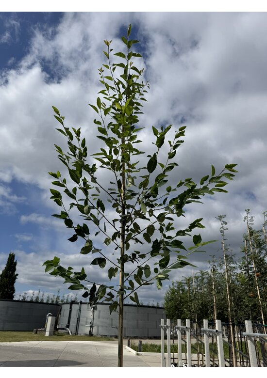 Felsenbirne 'Robin Hill' - Schnee Felsenbirne | Amelanchier arborea 'Robin Hill'