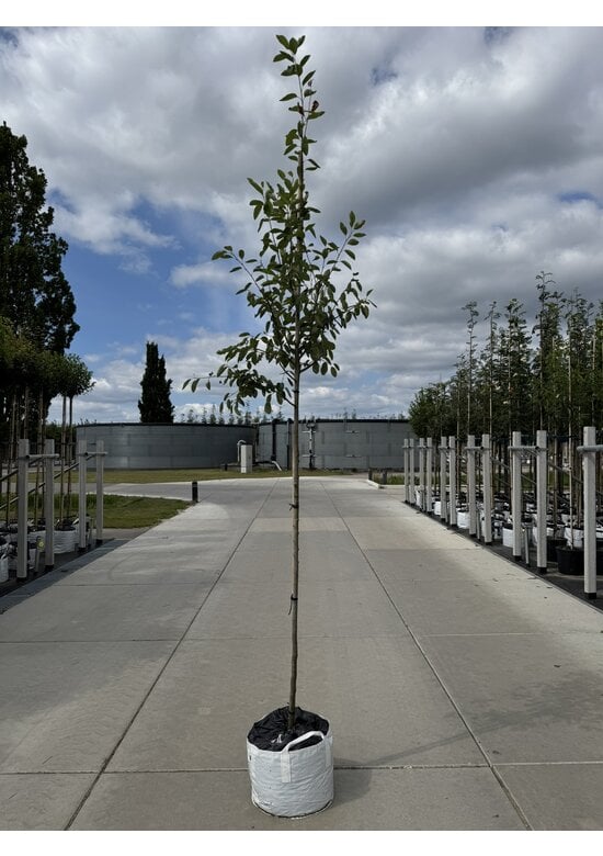 Kupfer-Felsenbirne | Amelanchier lamarckii