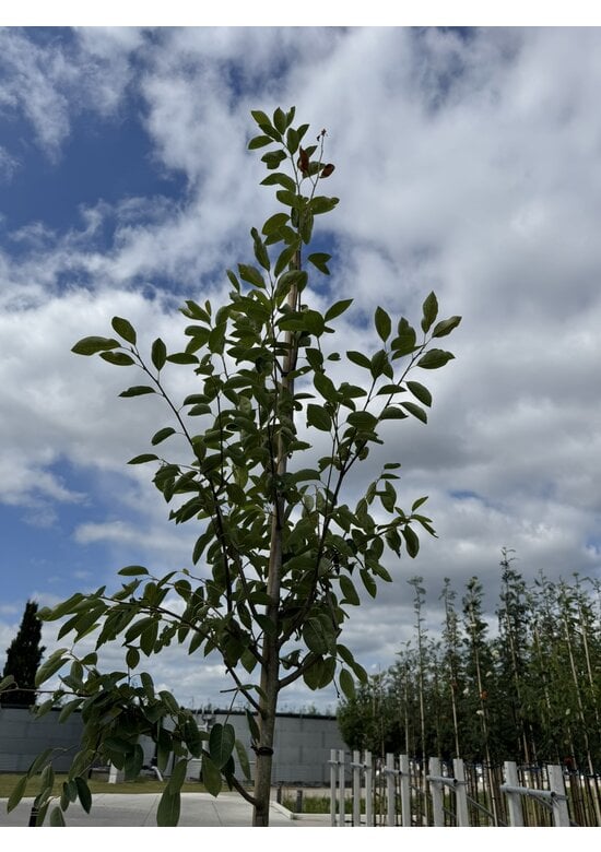 Kupfer-Felsenbirne | Amelanchier lamarckii
