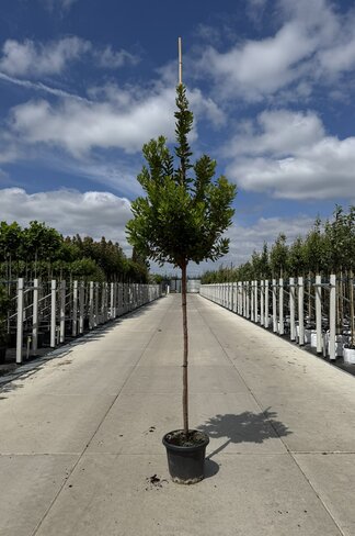 Erdbeerbaum | Arbutus unedo