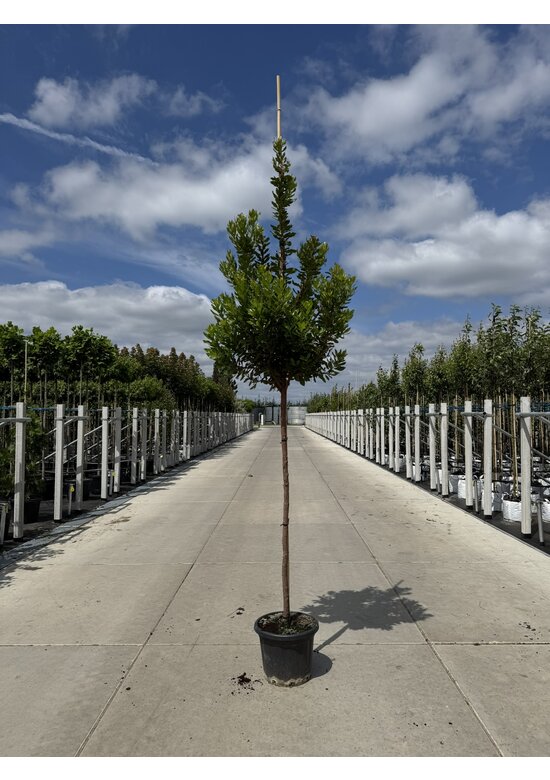 Erdbeerbaum - Westlicher Erdbeerbaum | Arbutus unedo