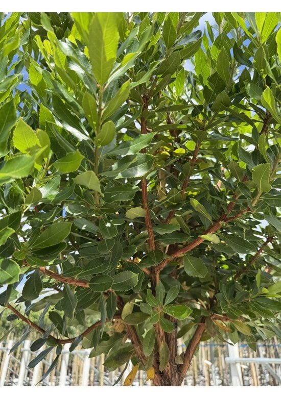 Erdbeerbaum | Arbutus unedo