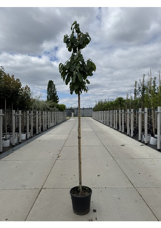 Indianerbanane - Pawpaw | Asimina triloba