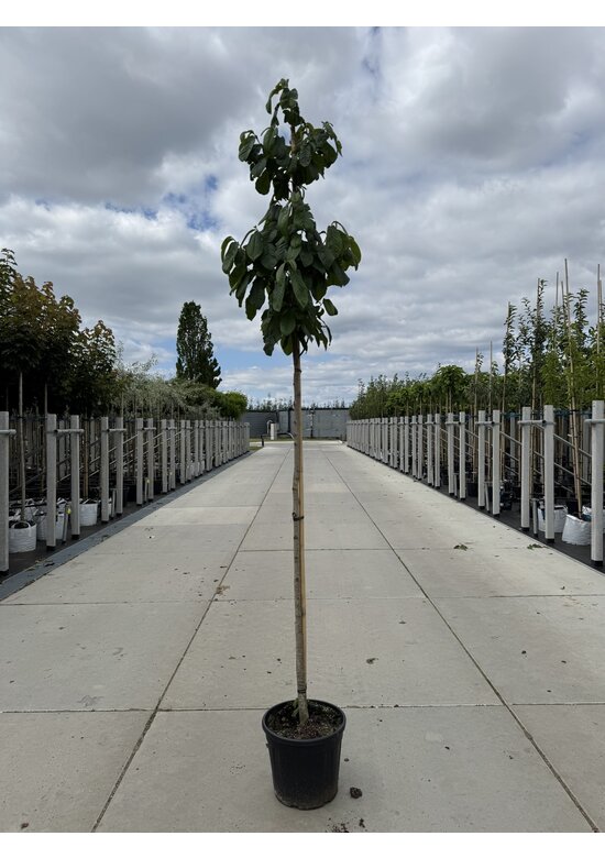 Indianerbanane - Pawpaw | Asimina triloba Indianerbanane - Pawpaw | Asimina triloba