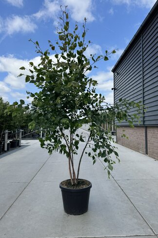 Schwarzbirke - Flussbirke - Mehrstämmig | Betula nigra