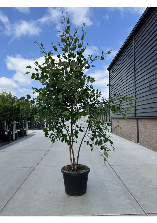 Schwarzbirke - Flussbirke - Mehrstämmig | Betula nigra