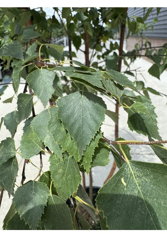Schwarzbirke - Flussbirke - Mehrstämmig | Betula nigra