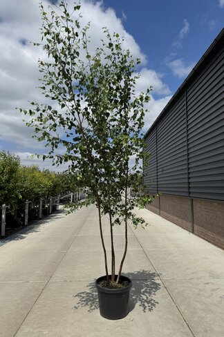 Sandbirke - Weißbirke - Mehrstämmig | Betula pendula