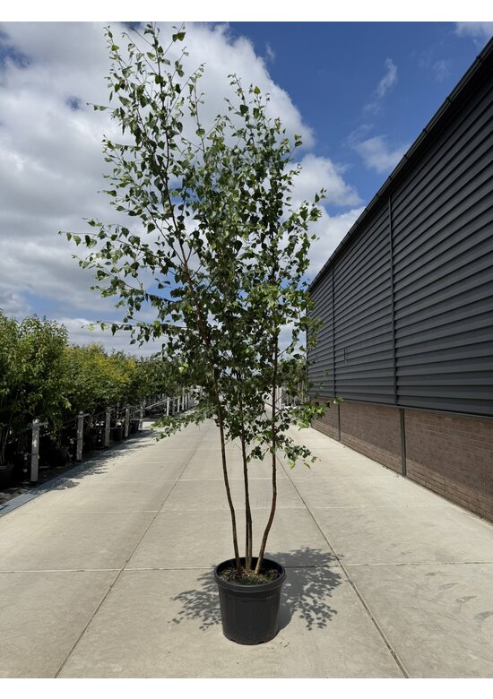 Sandbirke - Weißbirke - Mehrstämmig | Betula pendula