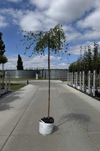 Hängebirke 'Youngii' | Betula pendula 'Youngii'