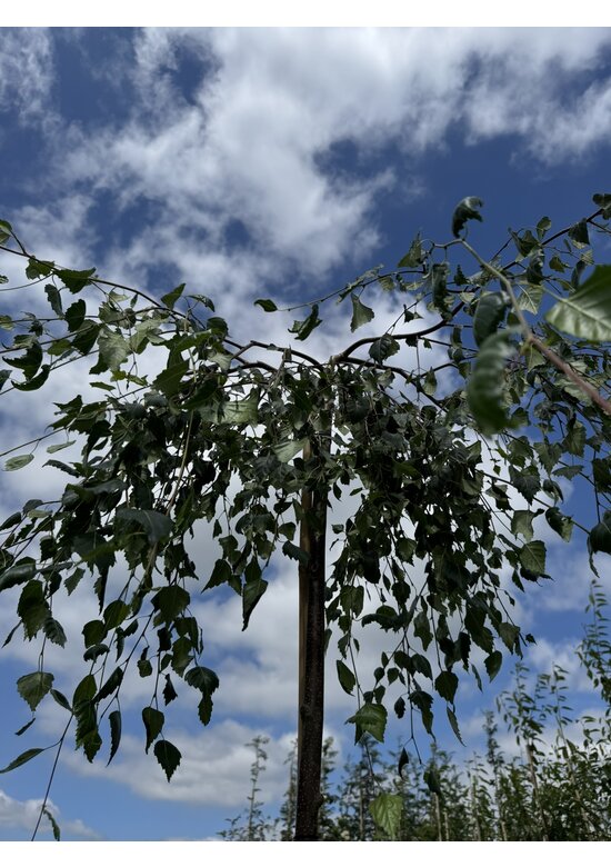 Hängebirke 'Youngii' | Betula pendula 'Youngii'