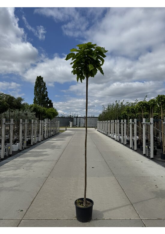 Kugel Trompetenbaum 'Nana' | Catalpa bignonioides 'Nana'