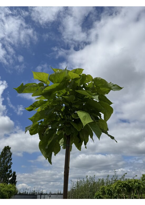 Kugel Trompetenbaum 'Nana' | Catalpa bignonioides 'Nana' Kugel Trompetenbaum 'Nana' | Catalpa bignonioides 'Nana'