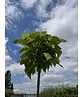 Kugeltrompetenbaum | Catalpa bignonioides 'Nana'