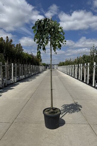 Hängender Katsurabaum 'Pendulum' | Cercidiphyllum japonicum 'Pendulum'