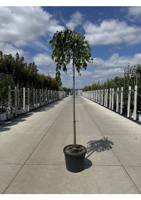 Hängender Katsurabaum 'Pendulum' | Cercidiphyllum japonicum 'Pendulum'
