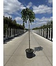 Hängender Katsurabaum 'Pendulum' | Cercidiphyllum japonicum 'Pendulum'