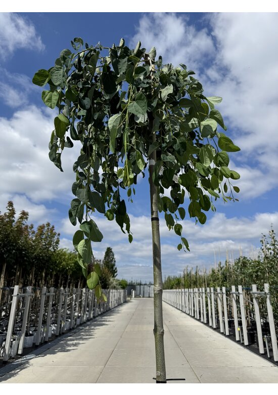 Hängender Katsurabaum 'Pendulum' | Cercidiphyllum japonicum 'Pendulum'