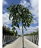 Hängender Katsurabaum 'Pendulum' | Cercidiphyllum japonicum 'Pendulum'