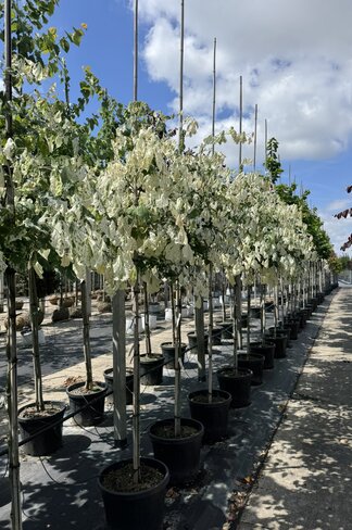 Kanadischer Judasbaum 'Alley Cat' | Cercis canadensis 'Alley Cat' Kanadischer Judasbaum 'Alley Cat' | Cercis canadensis 'Alley Cat'