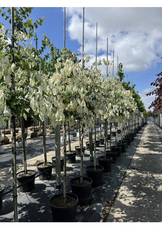 Kanadischer Judasbaum 'Alley Cat' | Cercis canadensis 'Alley Cat' Kanadischer Judasbaum 'Alley Cat' | Cercis canadensis 'Alley Cat'