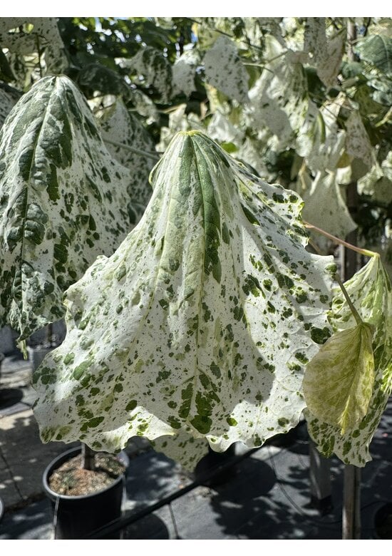 Kanadischer Judasbaum 'Alley Cat' | Cercis canadensis 'Alley Cat'