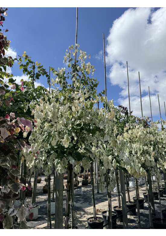 Kanadischer Judasbaum 'Alley Cat' | Cercis canadensis 'Alley Cat'