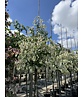Kanadischer Judasbaum 'Alley Cat' | Cercis canadensis 'Alley Cat' Kanadischer Judasbaum 'Alley Cat' | Cercis canadensis 'Alley Cat'