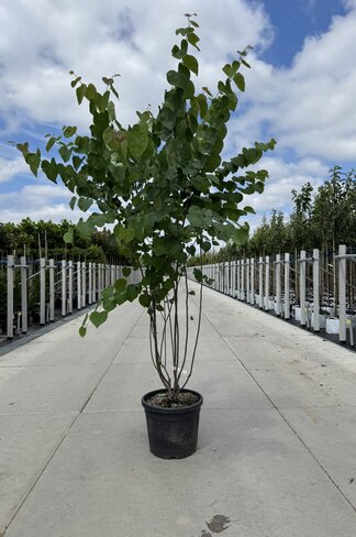 Kanadischer Judasbaum - Mehrstämmig | Cercis canadensis