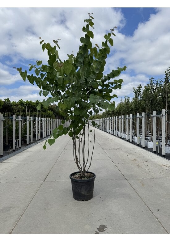 Kanadischer Judasbaum - Mehrstämmig | Cercis canadensis