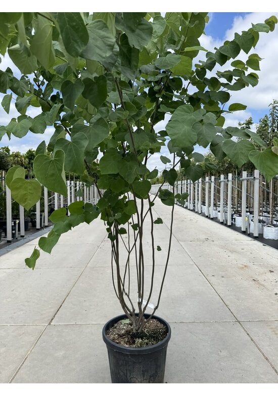 Kanadischer Judasbaum - Mehrstämmig | Cercis canadensis