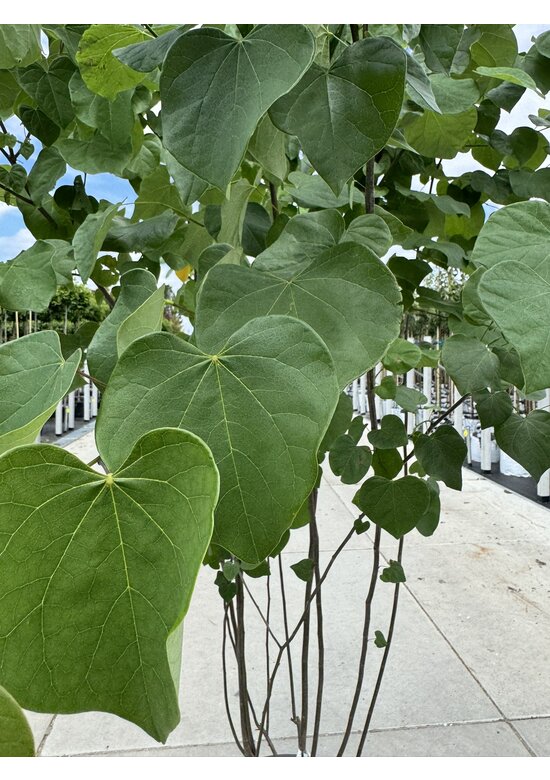 Kanadischer Judasbaum - Mehrstämmig | Cercis canadensis