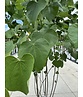 Kanadischer Judasbaum - Mehrstämmig | Cercis canadensis