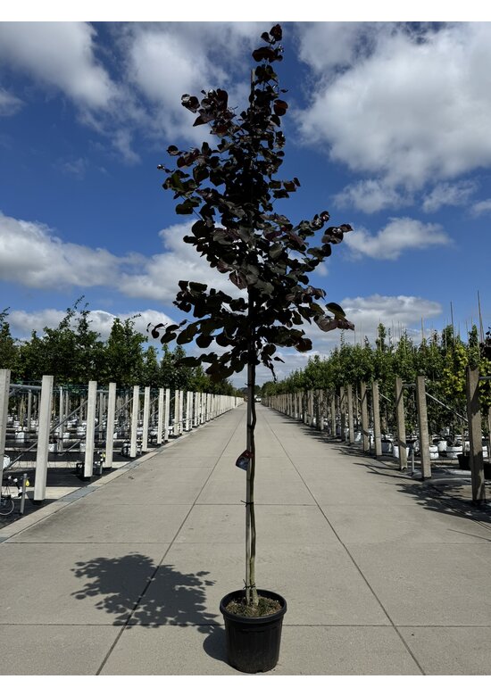 Kanadischer Judasbaum 'Merlot' | Cercis canadensis 'Merlot'