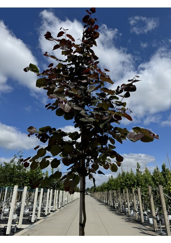 Kanadischer Judasbaum 'Merlot' | Cercis canadensis 'Merlot'