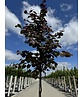 Kanadischer Judasbaum 'Merlot' | Cercis canadensis 'Merlot'